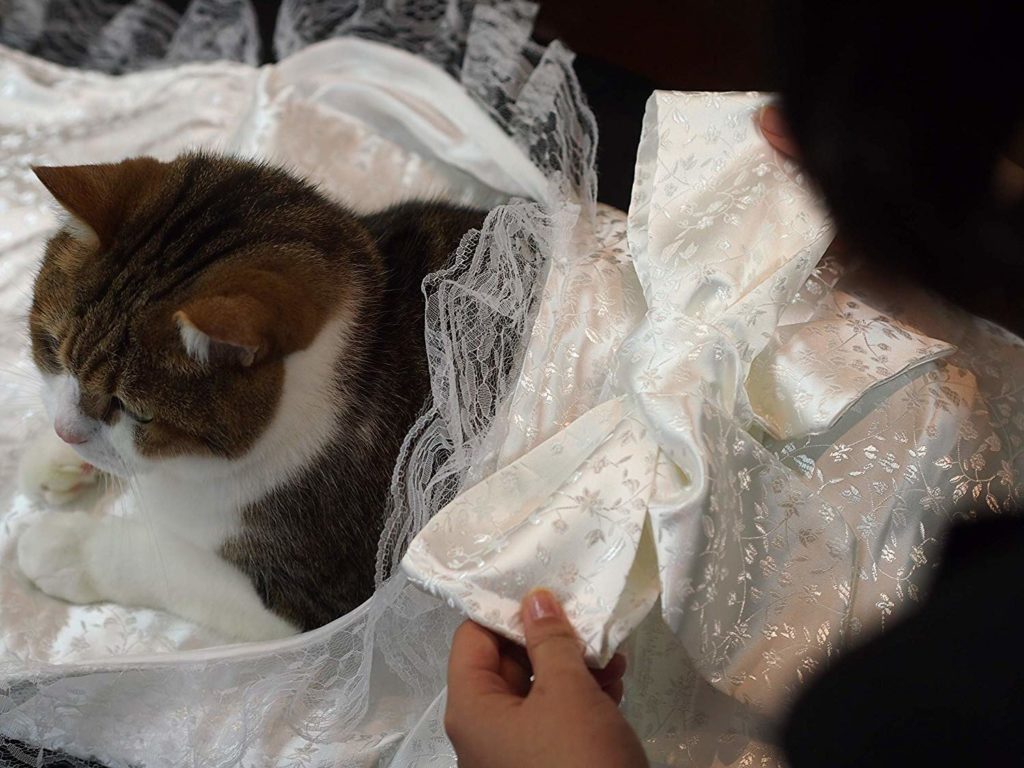 犬や猫のペットは亡くなったら(死んだら)いつまでに火葬しなければ